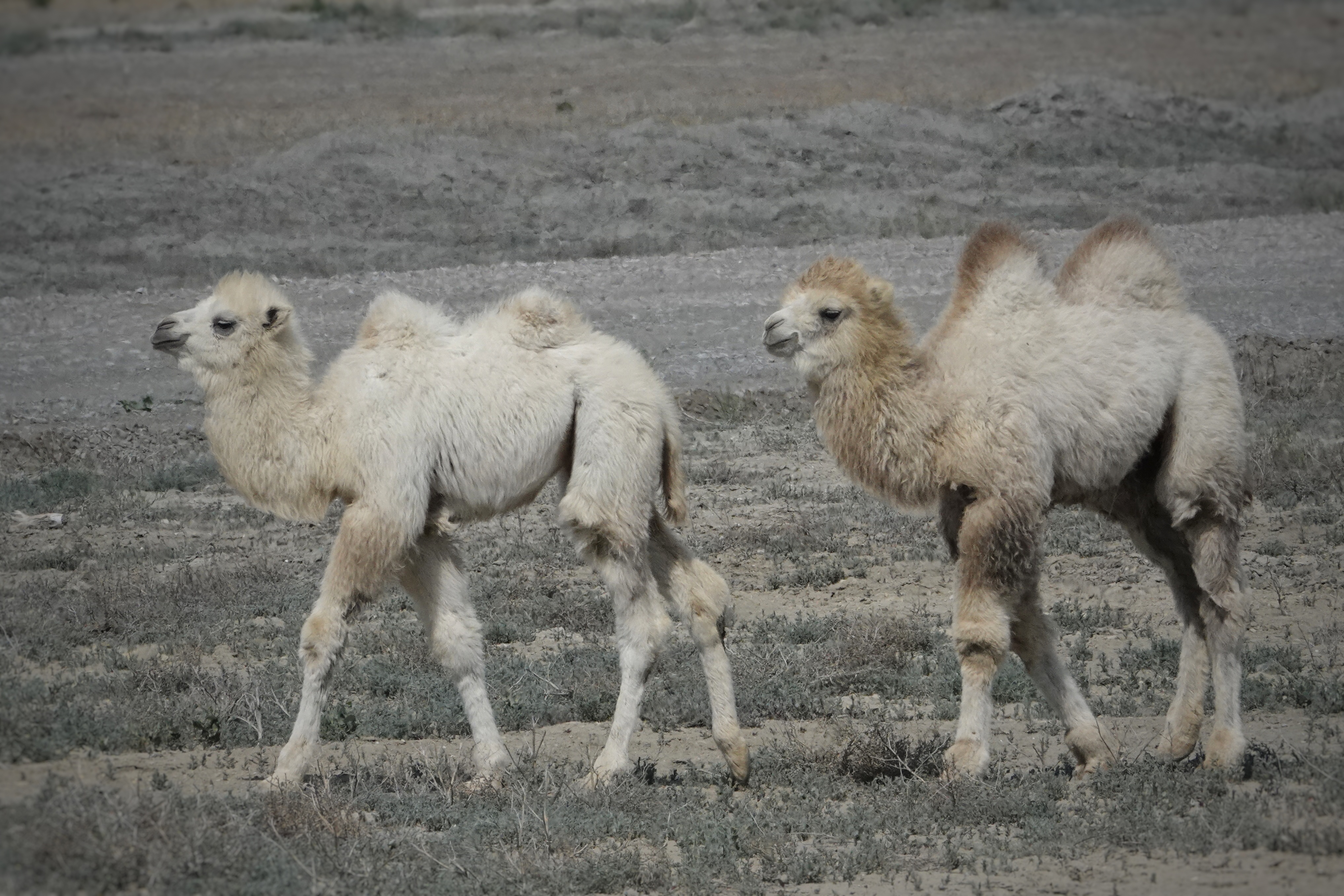 Jeunes chameaux dans la steppe kazakhe